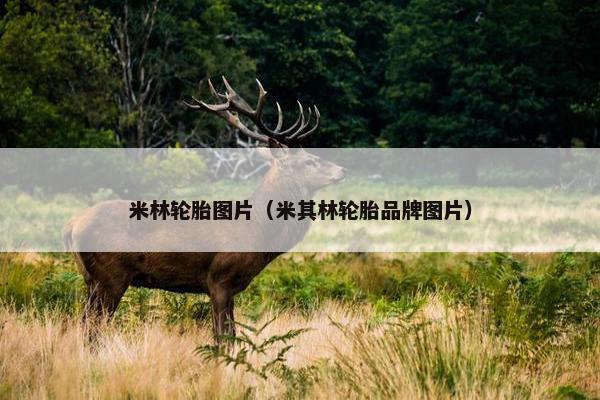 米林轮胎图片（米其林轮胎品牌图片）