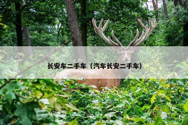 长安车二手车（汽车长安二手车）