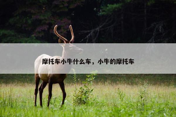 摩托车小牛什么车，小牛的摩托车