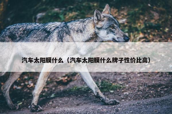 汽车太阳膜什么（汽车太阳膜什么牌子性价比高）
