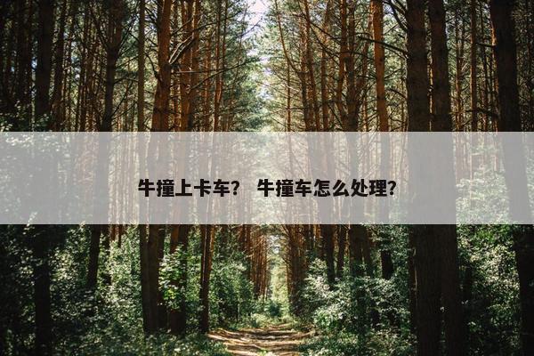 牛撞上卡车？ 牛撞车怎么处理？