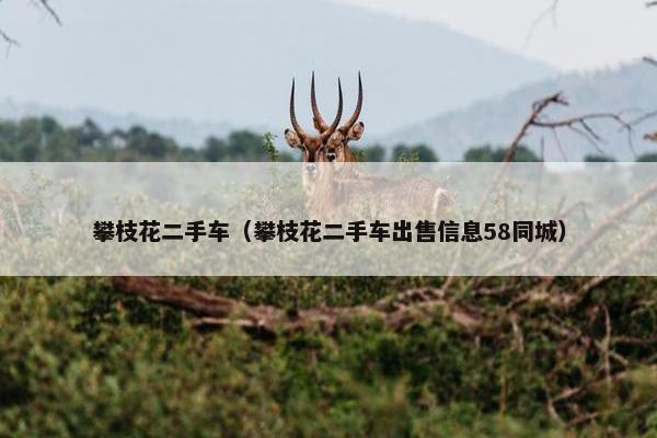 攀枝花二手车（攀枝花二手车出售信息58同城）