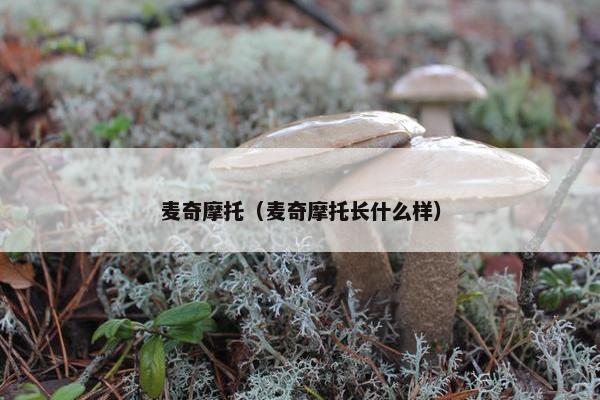 麦奇摩托（麦奇摩托长什么样）