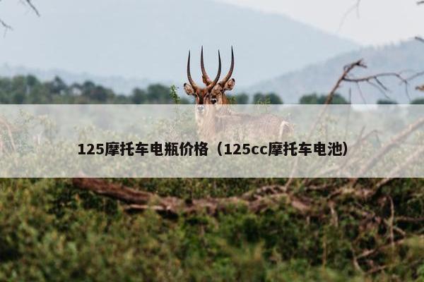125摩托车电瓶价格（125cc摩托车电池）