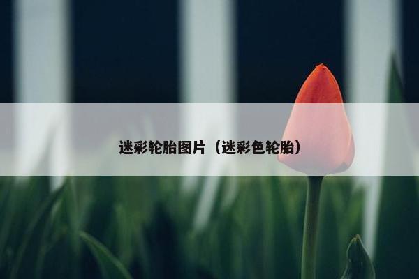 迷彩轮胎图片（迷彩色轮胎）