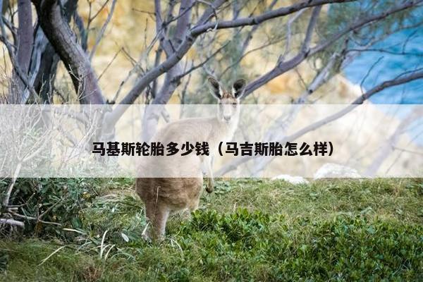 马基斯轮胎多少钱（马吉斯胎怎么样）