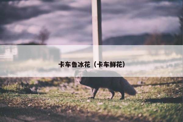 卡车鲁冰花（卡车鲜花）