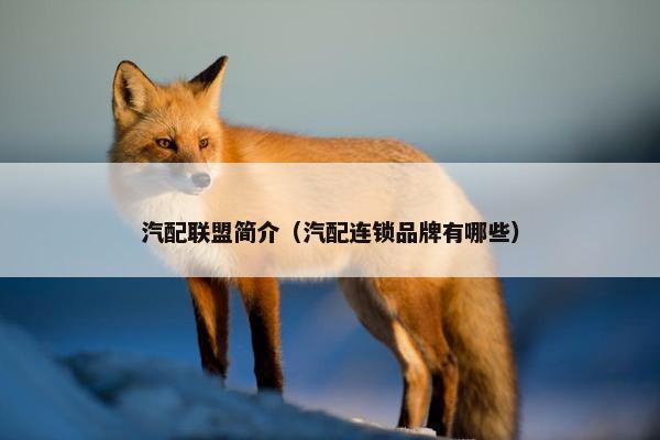 汽配联盟简介（汽配连锁品牌有哪些）