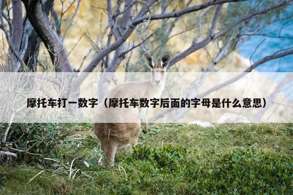 摩托车打一数字（摩托车数字后面的字母是什么意思）