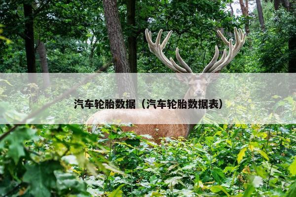 汽车轮胎数据（汽车轮胎数据表）
